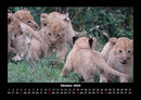 Der Tierkalender Fotokalender 2026 - 10