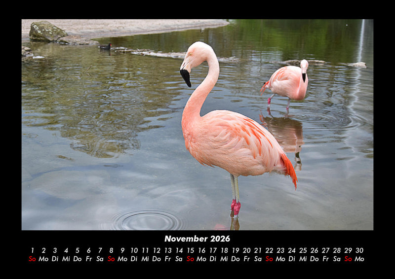 Der Tierkalender Fotokalender 2026 - 11