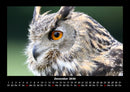 Der Tierkalender Fotokalender 2026 - 12