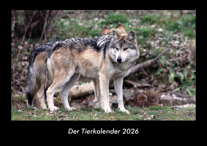 Der Tierkalender Fotokalender 2026 - Hauptbild