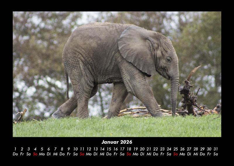 Der Tierkalender Fotokalender 2026 - 1