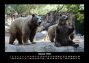 Der Tierkalender Fotokalender 2026 - 2