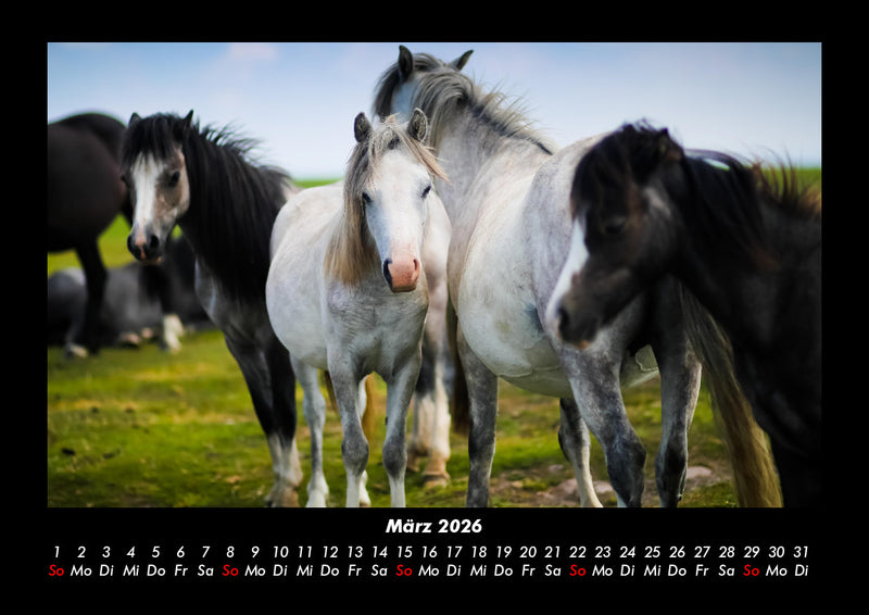 Der Tierkalender Fotokalender 2026 - 3