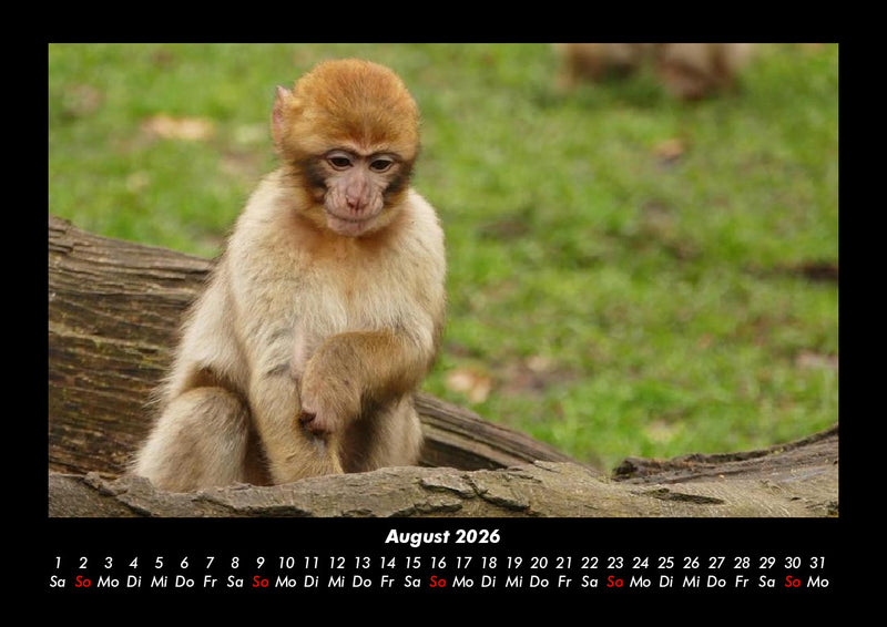 Der Tierkalender Fotokalender 2026 - 8