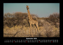 Giraffen Fotokalender 2026 - 9