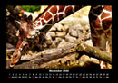 Giraffen Fotokalender 2026 - 11