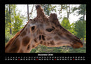 Giraffen Fotokalender 2026 - 12