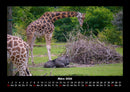 Giraffen Fotokalender 2026 - 3