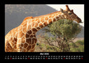 Giraffen Fotokalender 2026 - 5