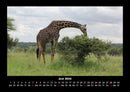 Giraffen Fotokalender 2026 - 6