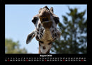 Giraffen Fotokalender 2026 - 8