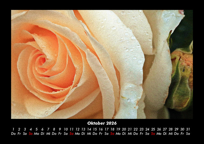 Rosen-Kalender Fotokalender 2026 - 10