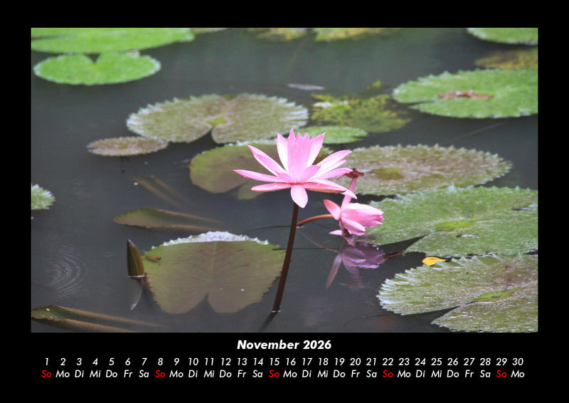 Rosen-Kalender Fotokalender 2026 - 11