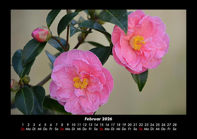 Rosen-Kalender Fotokalender 2026 - 2