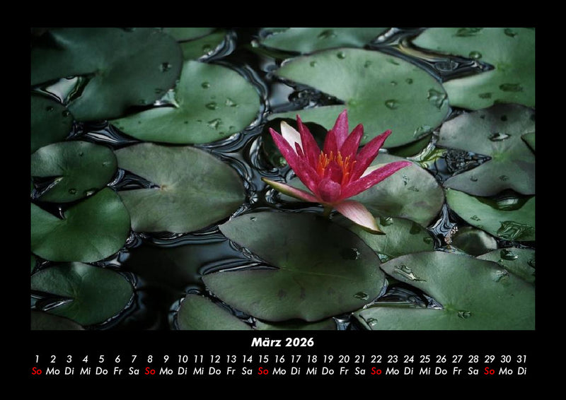 Rosen-Kalender Fotokalender 2026 - 3