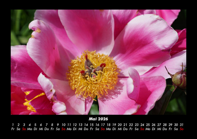 Rosen-Kalender Fotokalender 2026 - 5