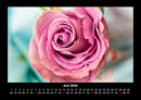 Rosen-Kalender Fotokalender 2026 - 6