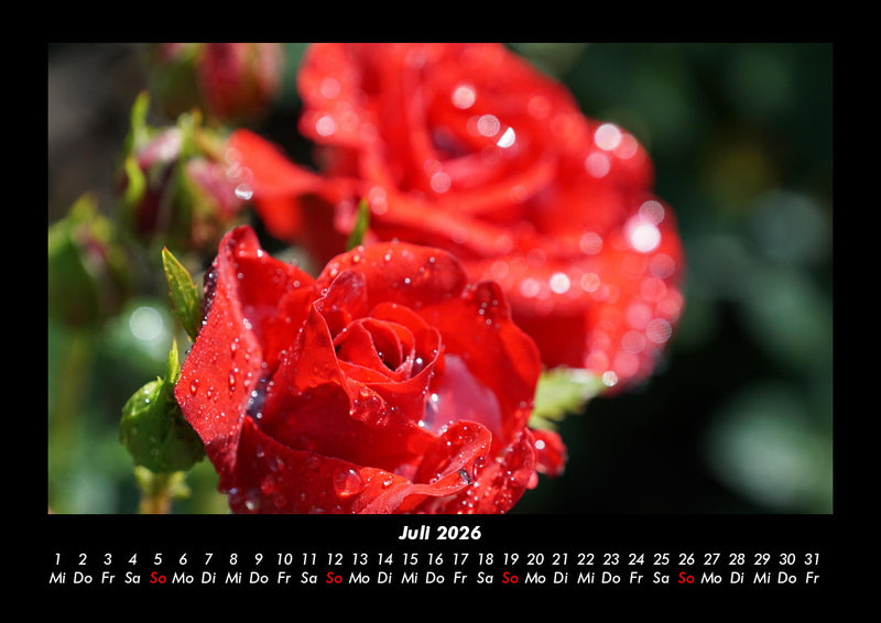 Rosen-Kalender Fotokalender 2026 - 7