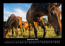Die Welt der Pferde Fotokalender 2026 - 9
