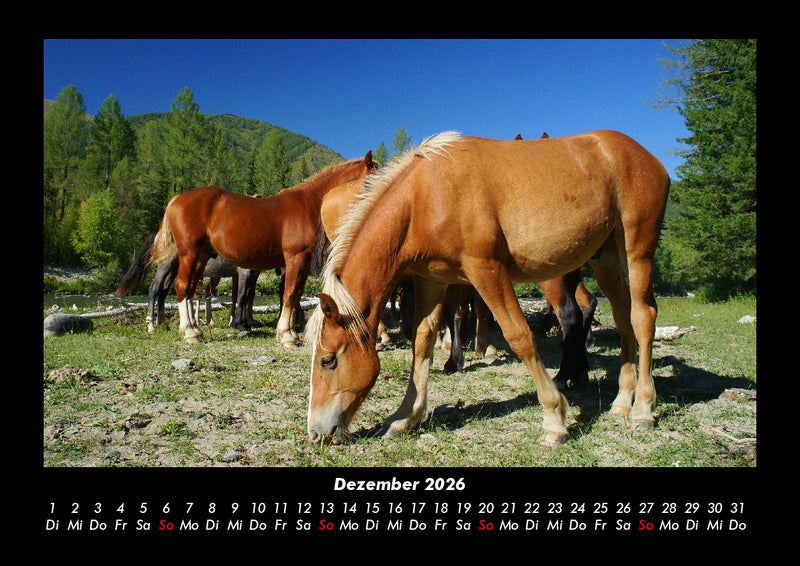 Die Welt der Pferde Fotokalender 2026 - 12