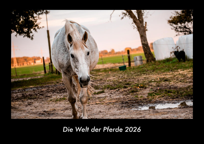 Die Welt der Pferde Fotokalender 2026 - Hauptbild