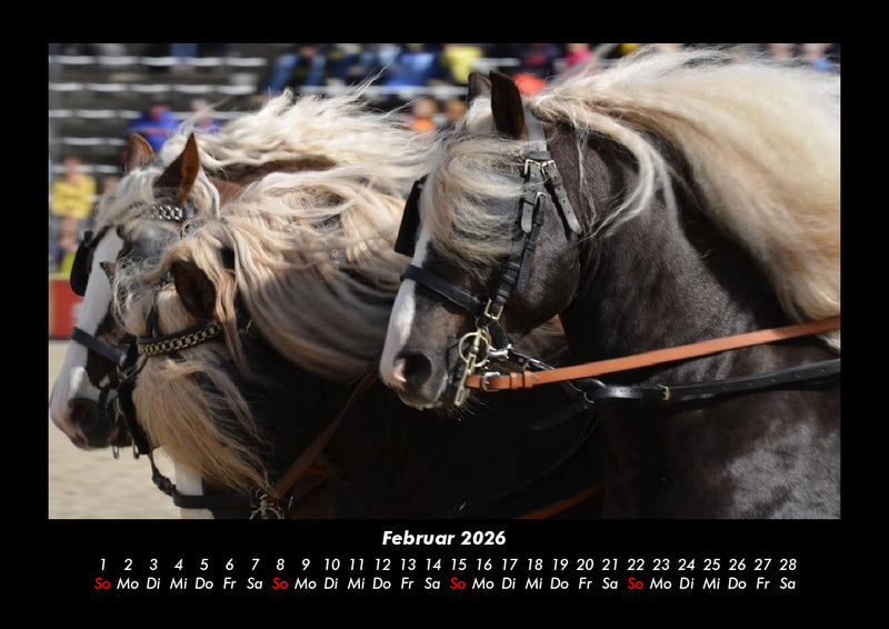 Die Welt der Pferde Fotokalender 2026 - 2