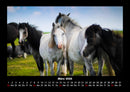 Die Welt der Pferde Fotokalender 2026 - 3