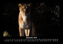 Löwen in der Wildnis Fotokalender 2026 - 9