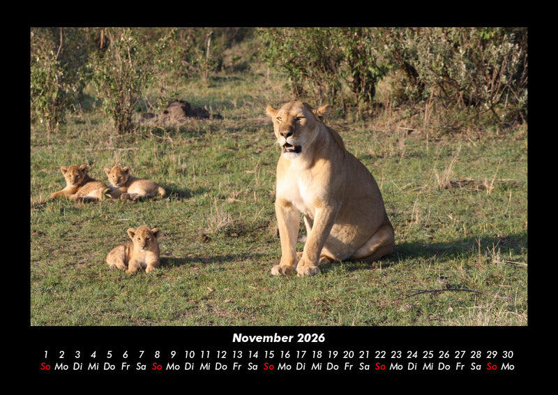Löwen in der Wildnis Fotokalender 2026 - 11