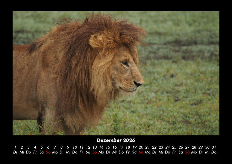Löwen in der Wildnis Fotokalender 2026 - 12