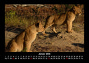 Löwen in der Wildnis Fotokalender 2026 - 1