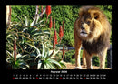 Löwen in der Wildnis Fotokalender 2026 - 2