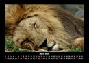 Löwen in der Wildnis Fotokalender 2026 - 3