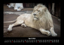 Löwen in der Wildnis Fotokalender 2026 - 4