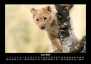 Löwen in der Wildnis Fotokalender 2026 - 6