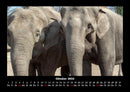 Elefanten - Die sanften Riesen Afrikas Fotokalender 2026 - 10