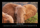 Elefanten - Die sanften Riesen Afrikas Fotokalender 2026 - 11