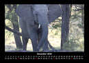 Elefanten - Die sanften Riesen Afrikas Fotokalender 2026 - 12