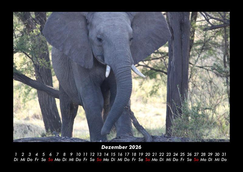 Elefanten - Die sanften Riesen Afrikas Fotokalender 2026 - 12