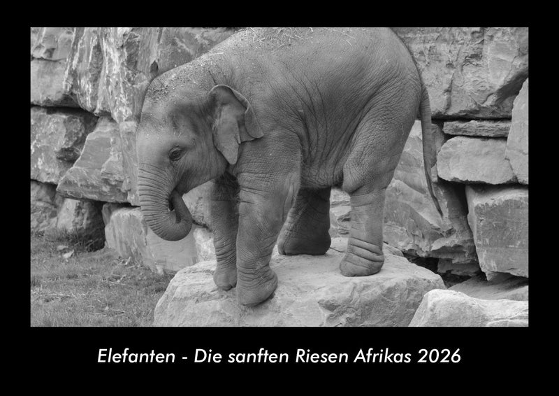 Elefanten - Die sanften Riesen Afrikas Fotokalender 2026 - Hauptbild