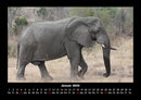 Elefanten - Die sanften Riesen Afrikas Fotokalender 2026 - 1