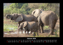 Elefanten - Die sanften Riesen Afrikas Fotokalender 2026 - 2