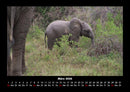 Elefanten - Die sanften Riesen Afrikas Fotokalender 2026 - 3