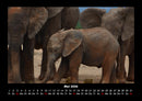 Elefanten - Die sanften Riesen Afrikas Fotokalender 2026 - 5