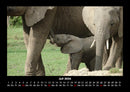 Elefanten - Die sanften Riesen Afrikas Fotokalender 2026 - 7