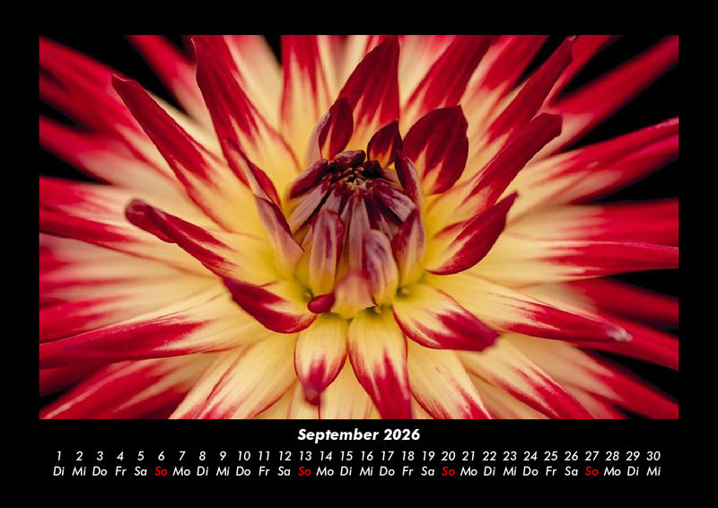 Blumenträume Fotokalender 2026 - 9