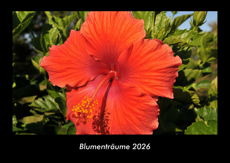 Blumenträume Fotokalender 2026 - Hauptbild