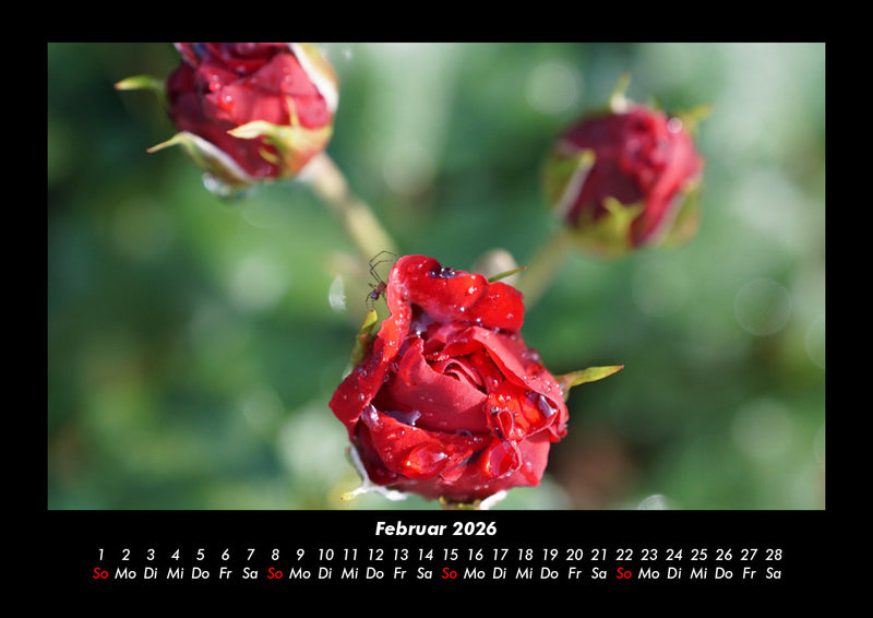 Blumenträume Fotokalender 2026 - 2