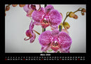Blumenträume Fotokalender 2026 - 3