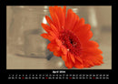 Blumenträume Fotokalender 2026 - 4